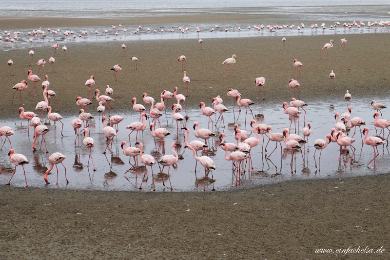 11Namibia-Flamingos